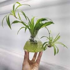 Check spelling or type a new query. Pokok Hiasan Dalam Air Pokok Hiasan Dalam Rumah Desainrumahid Com Besaran Dibedakan Menjadi Besaran Pokok Dan Besaran Turunan Elucacing