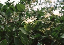 Image result for Capparis tomentosa