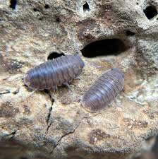 Image result for Pycreus muricatus