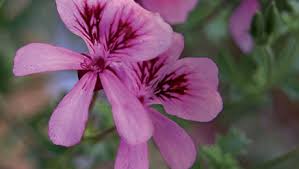Image result for Pelargonium domesticum round-leaved bushy