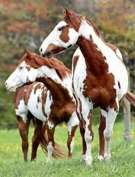 Black White And Brown Paint Horses Pin On Pretty Paints
