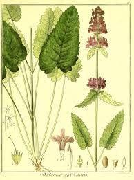 Wood Betony A Monograph By Aidan Blank This Darling Plant Has Kept Me Intrigued Since I Was First Introduced To It Growing In Betony Herbalism Herbal Medicine