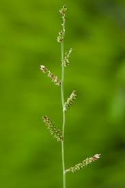 Image result for Echinochloa