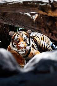 Tiger At The World S Famous San Diego Zoo Tiger Sandiegozoo Animals Beautiful San Diego Zoo Big Cats