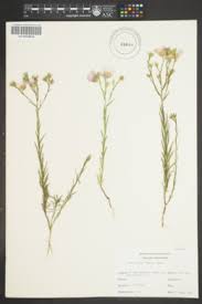 Image result for Hugonia platysepala