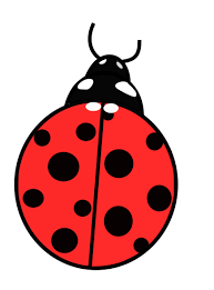 Draw a small half circle at one end of the oval. How To Draw A Lady Bug Easy Step By Step Tutorial Bujo Babe
