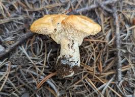 Image result for Hylodesmum repandum