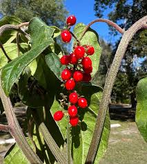 Image result for Rivina humilis