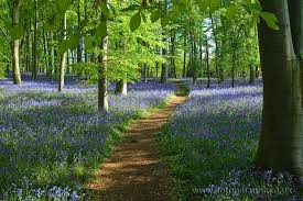 Maybe you would like to learn more about one of these? Spring Blooming Flowers Every Garden Should Have 31 Daily