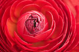 Ranunculus Flower Meaning Flower Meaning