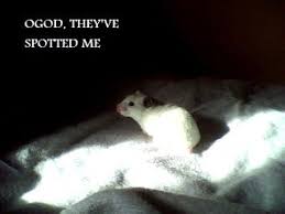 I also give alternatives for countries who do not have brands or safe hamster beddings available to them. A Few Bits For Hamsters 5 Steps Instructables