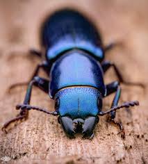 Image result for Gnidia burchellii