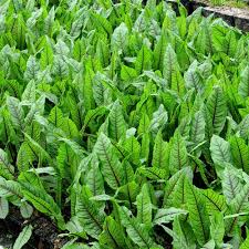 Image result for Rumex sanguineum