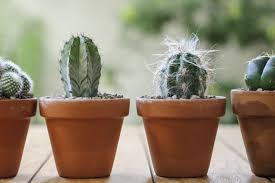 Today's top mckenzie seeds promotion: How To Grow Cactus Plants From Seed Bbc Gardeners World Magazine