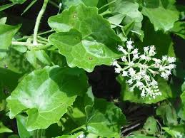 Image result for Mikania cordata