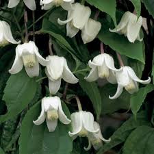 Prune your clematis in the early spring. Buy Clematis Group 1 Clematis Urophylla Winter Beauty 29 99 Delivery By Crocus