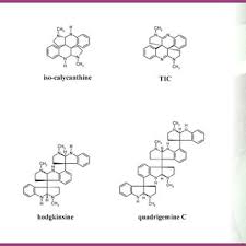 Image result for Psychotria djumaensis