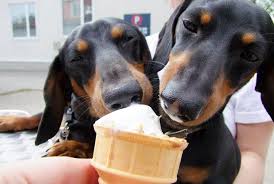 The major concerns about dogs eating ice cream are in dairy, sweeteners, and other flavorings. Dachshund Weekend Adventures Crusoe The Celebrity Dachshund Wiener Dog Dachshund