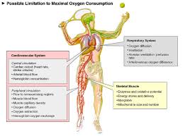 Exercise Physiology Dia Exercise Physiology Exercise Skeletal Muscle