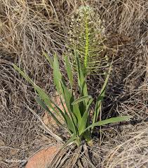 Image result for Schizocarphus nervosus