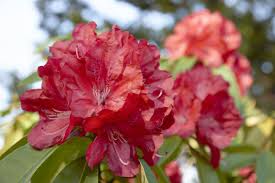 Maybe you would like to learn more about one of these? Rhododendrons For Zone 5 Selecting Hardy Rhododendron Varieties