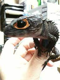 12 Crocodile Skinks Ideas Crocodile Skink Red Eyed Crocodile Skink Crocodile