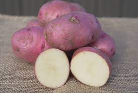 They took a while to sprout though. Red Norland Potato Blue Tag Certified Seed Potatoes Hoss Tools