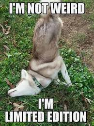 Pin By Carrot S On Awesome Funny Animals Cute Funny Animals Funny Animal Jokes