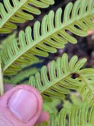 Image result for Pteris tripartita