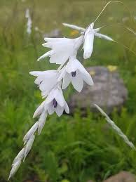Image result for Dierama cupuliflorum