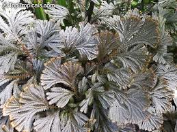 Image result for Selaginella versicolor