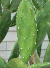 The prickly pear cactus, the same one that produces the prickly pear fruit. Cactus Leaves Avg 10 Lb Case Amazon Com Grocery Gourmet Food