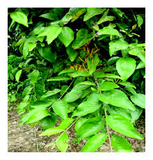 Image result for Phragmanthera