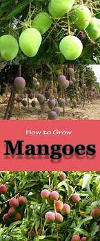 How To Grow Mango Tree Growing Mango Easily Everything About Garden Mango Tree Fruit Tree Garden Fruit Trees