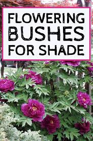 Shade loving shrubbery is inclusive of rhododendron, azaleas, oakleaf hydrangea, serviceberry and many more. Pin On Shade Garden