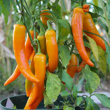 Da paprika pflanzen aber recht langsam wachsen, empfehlen wir für die spätere freilandkultur schon mitte februar zu beginnen. Samen Fur Ca 10 Pflanzen Harvey Paprika Paprika Und Chili Samenfritze