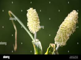 Image result for Poaceae