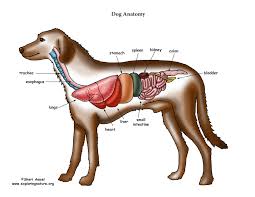 Dogs and cats are mammals, and have heart anatomy, physiology, and diseases, that are similar it is thick because this dog's heart has to spend a lifetime pumping blood to all the cells of the body. Dog Anatomy Thoracic And Abdominal Organs