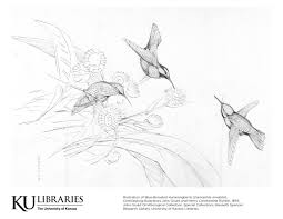 Match the birds coloring page. Kenneth Spencer Research Library Blog Color Our Collections