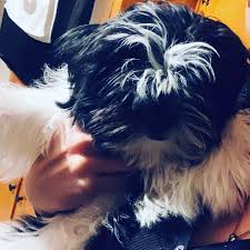We sell shih tzu pups in our home state of illinois. Shih Tzu Puppies For Sale Winchester Va 287385