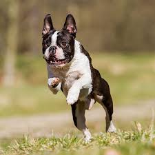 Our goal is to raise the. 1 Boston Terrier Puppies For Sale In Houston Tx Uptown