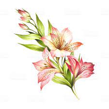 Composition With Alstroemeria Hand Draw Watercolor Illustration Lilies Drawing Flower Drawing Watercolor Tattoo Flower