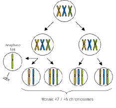 Trisomy A Zygote Having One More Than The Standard Amount Of Chromosomes 2n 1 Chromosome Study Materials Mosaic
