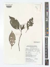 Image result for Pterygota mildbraedii