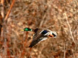 Duck Hunting Desktop Wallpapers Top Free Duck Hunting Desktop Backgrounds Wallpaperaccess Louis coleman talks about fishing, hunting and music.