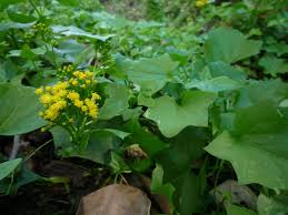 Image result for Delairea odorata