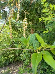 Image result for Maerua paniculata