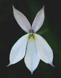 Image result for Ethulia rhizomata