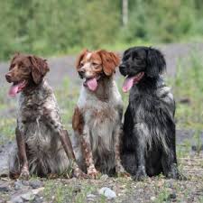 Trois Epagneuls Bretons Assis Cte Cte Epagneul Breton Chiens Epagneul Bretons Epagneul