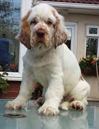 Pin By Paige Carter On Dog Clumber Spaniel Clumber Spaniel Puppy Spaniel Puppies